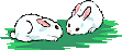 bunnies2.gif