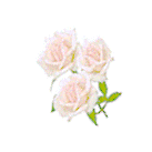 pinkroses3.gif