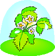 whiteflowers.gif