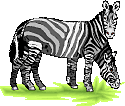 zebra.gif